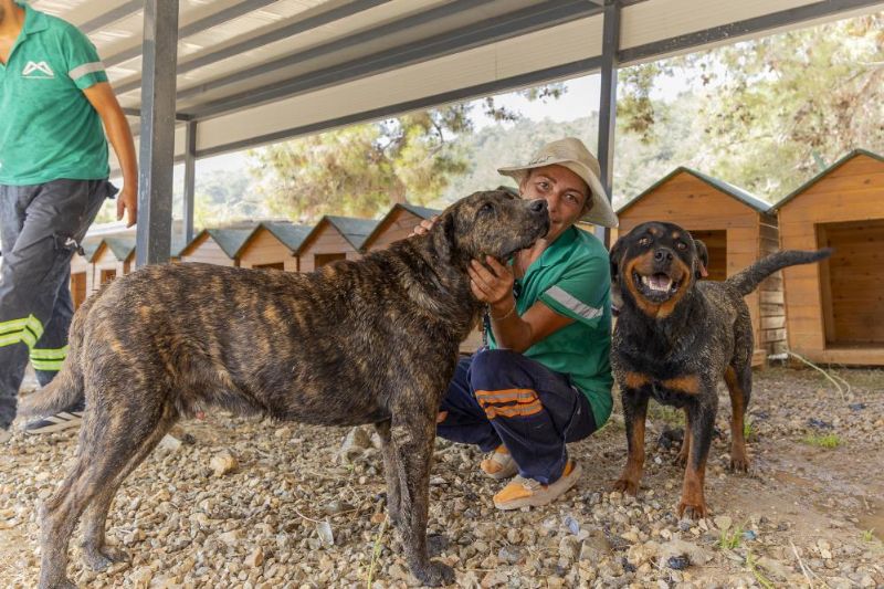 Mersin’de 3 bin 295 kedi ve köpek yeni yuvasına kavuştu