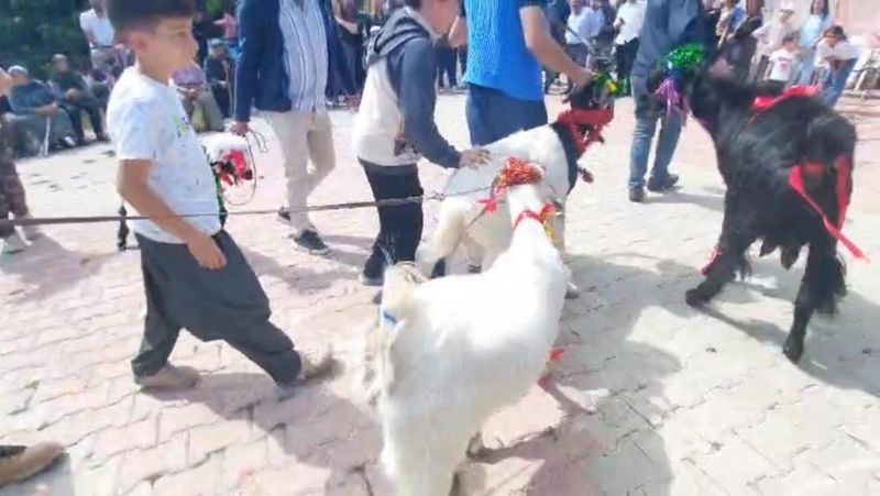 Mut’ta ’keçi güzellik yarışması’ düzenlendi