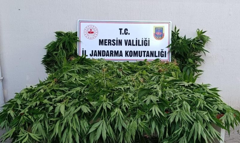 Ormanda kenevir yetiştirenlere suçüstü operasyon: 2 tutuklama