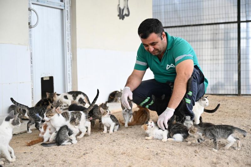 Mersin Büyükşehir’den can dostlara kapsamlı hizmet